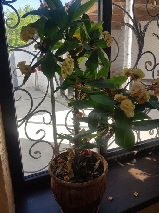 Комнатные растения