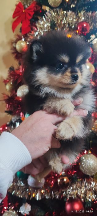 Померанче момиче