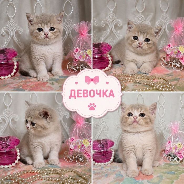 Котята скоттиш фолд и скоттиш страйт