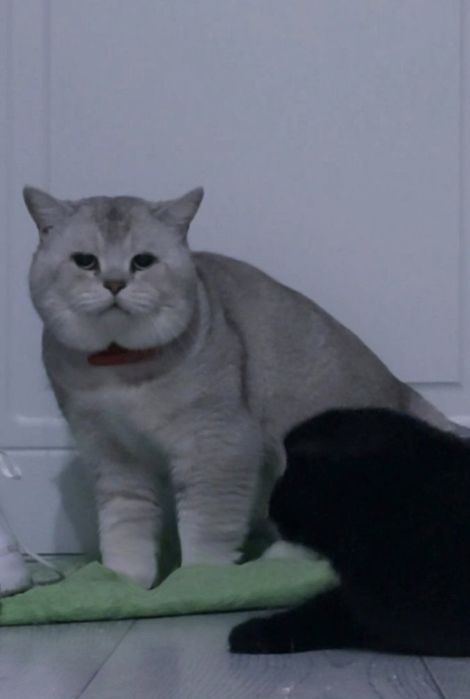 Племенной Кот, Вязка прямоухий