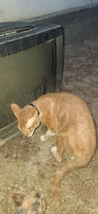 Отдам кота в хорошие руки