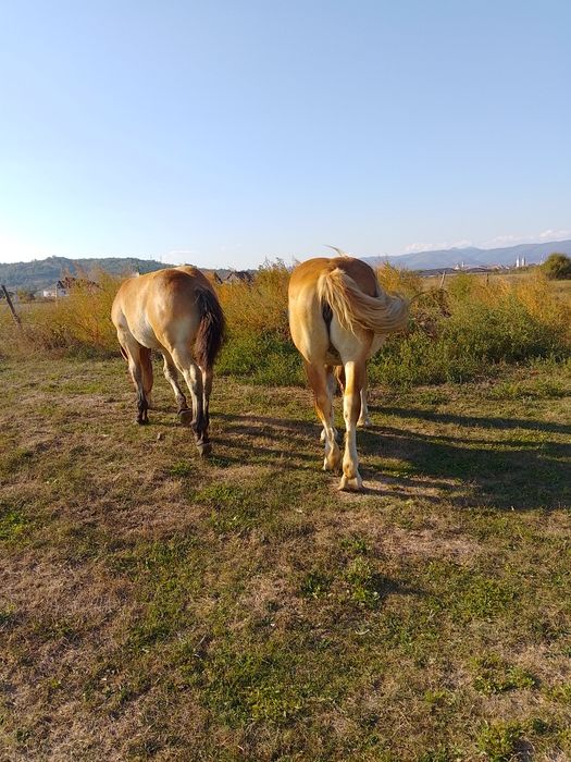 Iapă cu mânză de vânzare