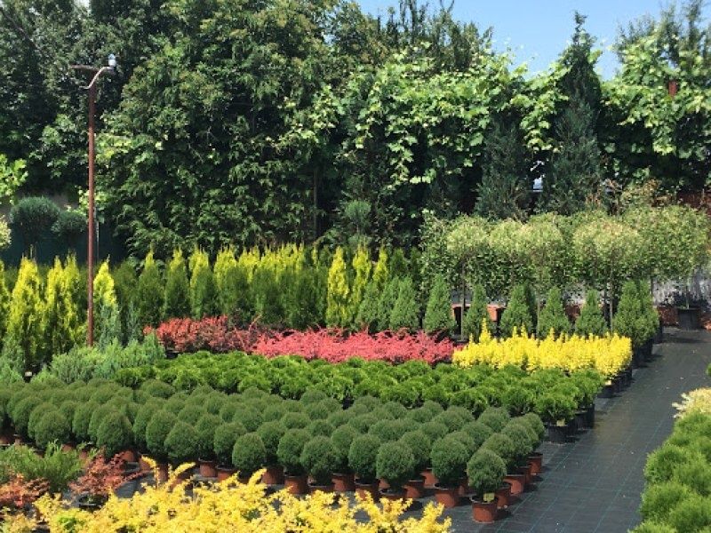 Всичко за озеленяването