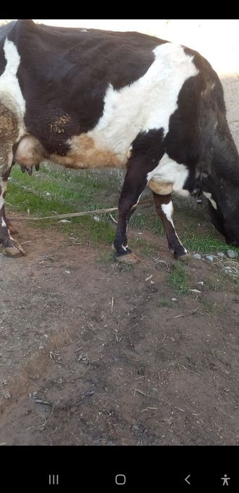 Ona bola sigir sotiladi bolasi buqacha