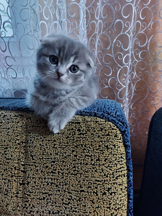 Продаю породистых котят