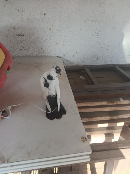 Голуби бакинские