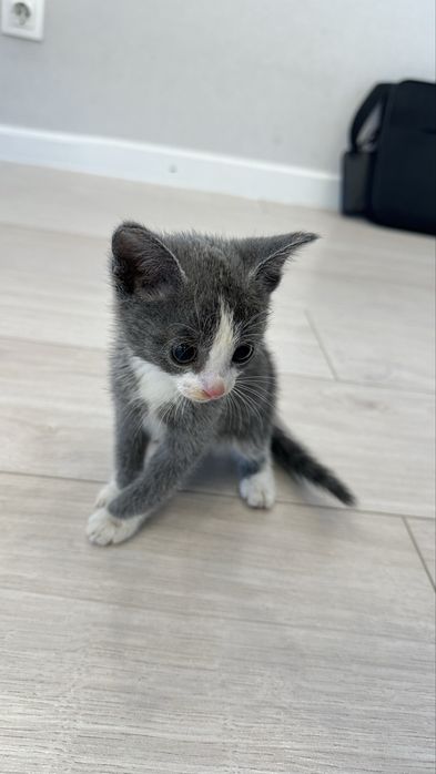 Отдам котенка бесплатно