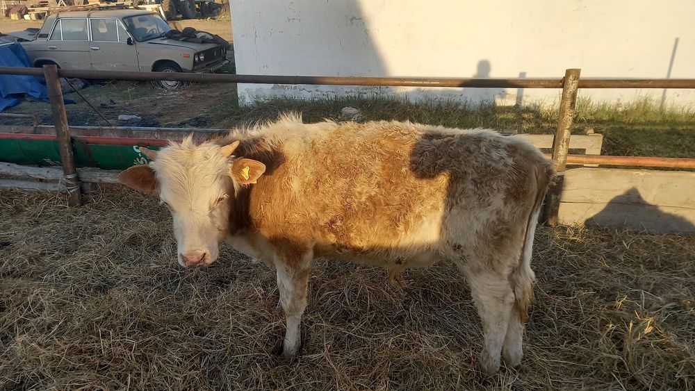 Продам годовалых бычков