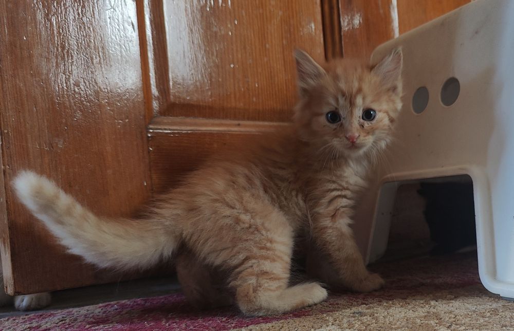 Котята в хорошие руки