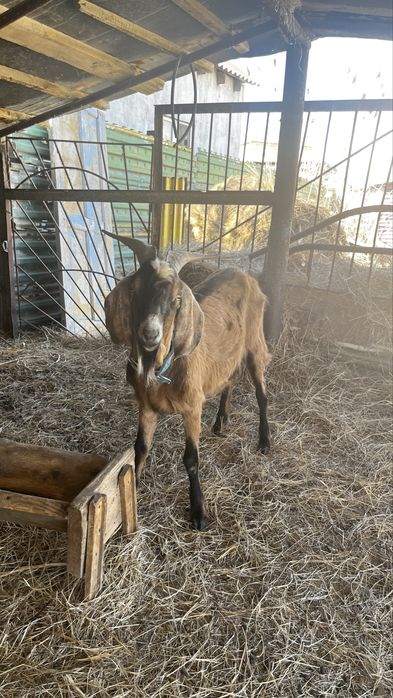 Ешкы сатылады!!!