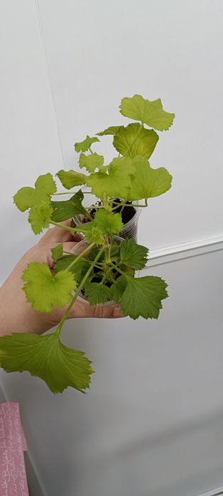 Королевская герань:1200 тенге