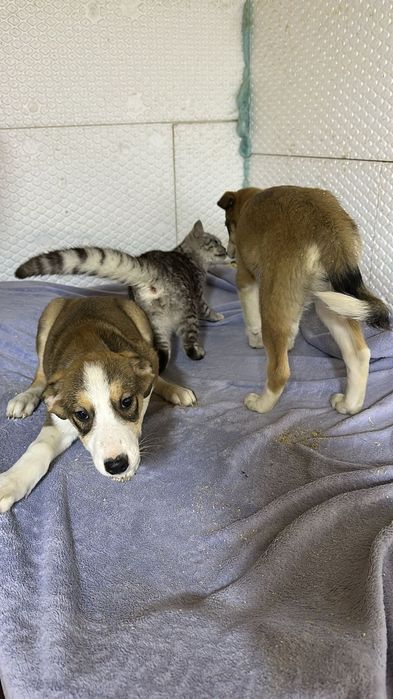 Ищу дом щенкам, в добрые руки