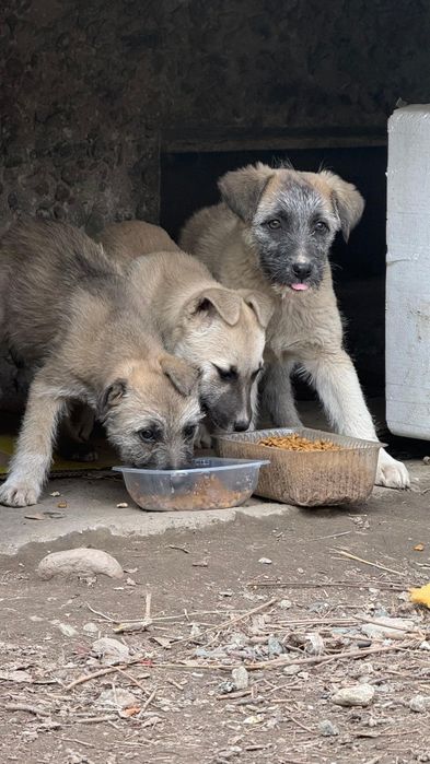 Отдам щенят в добрые руки