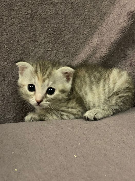 Котята веслоухие