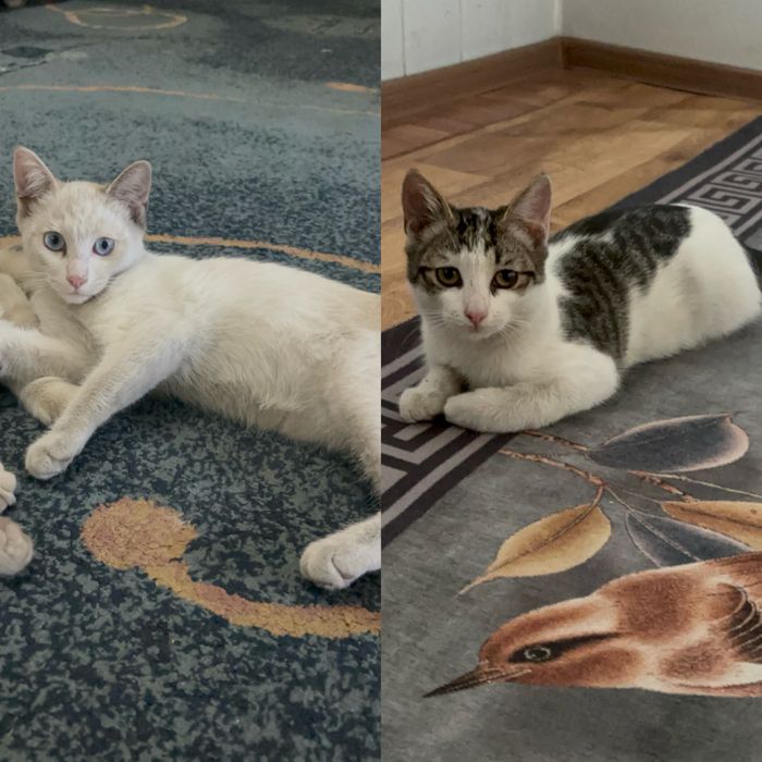 Возраст -6месяцев. Обе девочки.