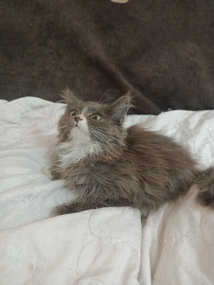 Отдам котика бесплатно