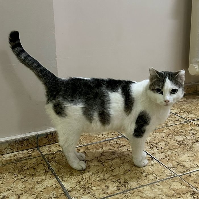 отдам котика в хорошие руки!