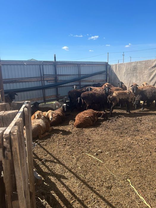 Қой тұсақ,марқалар сатылады