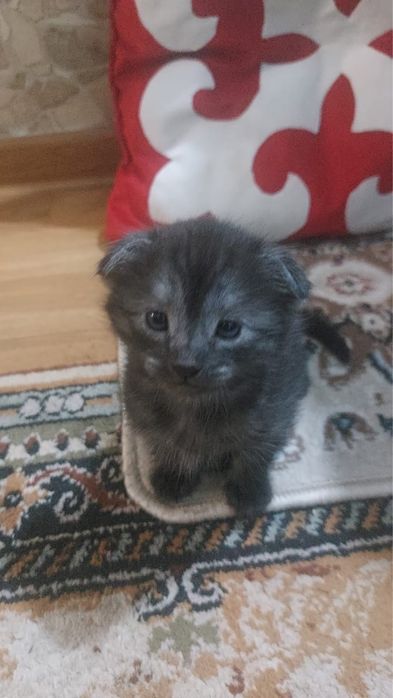 Шотландская вислоухая