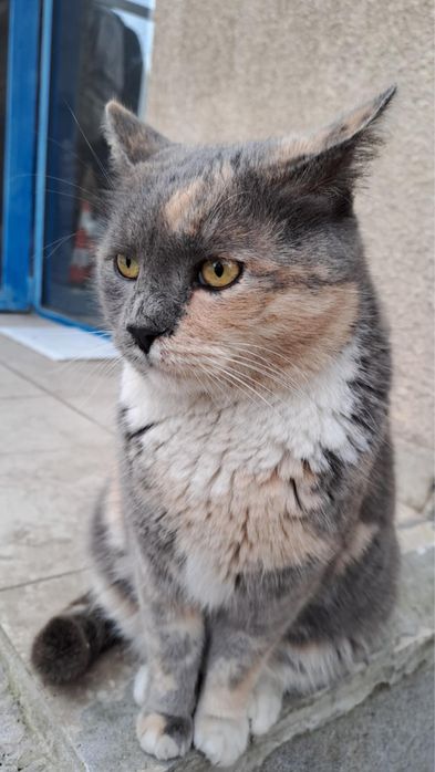 Нека му намерим дом