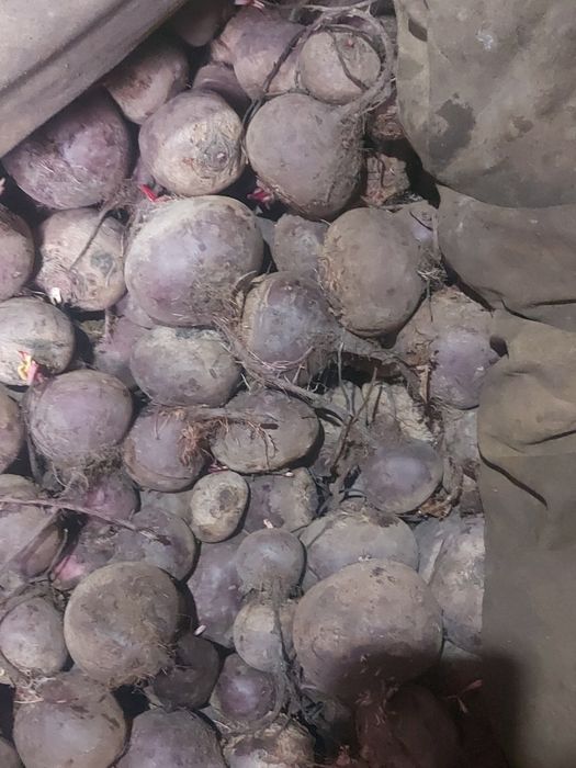 Свёкла. Продам. Оптом