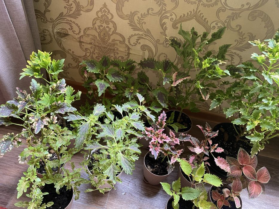 Колеусы,монстера,маранта,женское счастье