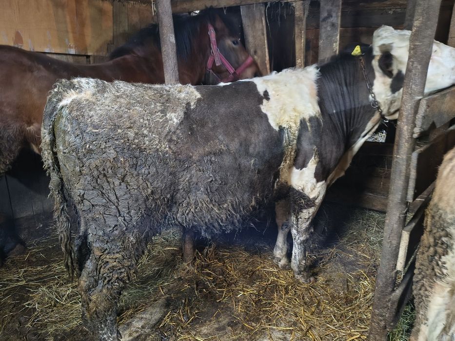 Taur de vînzare în jur de 500 kg frumos