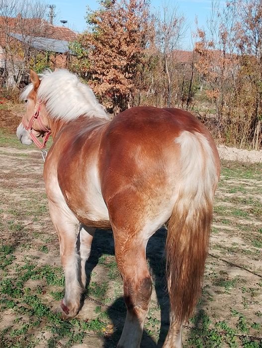 Mânz de un an jumate