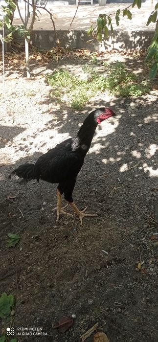 Juja sotiladi. 6 oylik jujalar. Kulangi