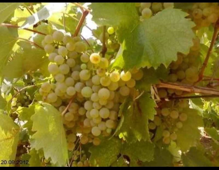 Vând struguri de vin pe data de 0 1 0 9 2025