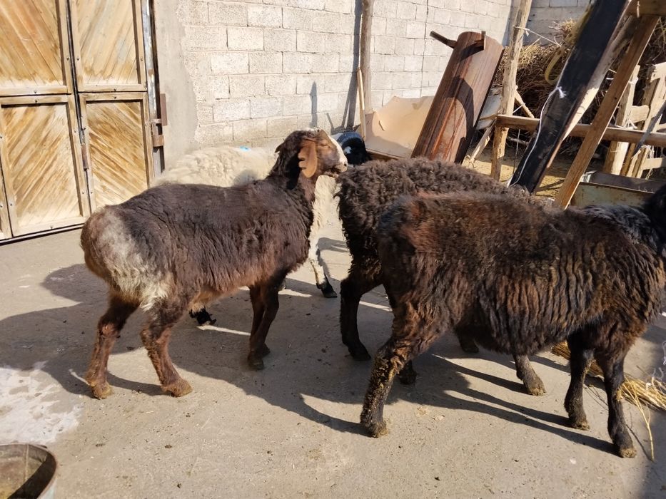 Qochqorlar sotiladi