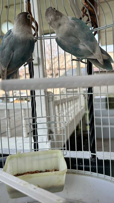 Продаётся папугай маска