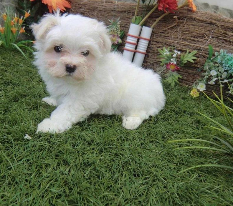 Bichon Maltez       .