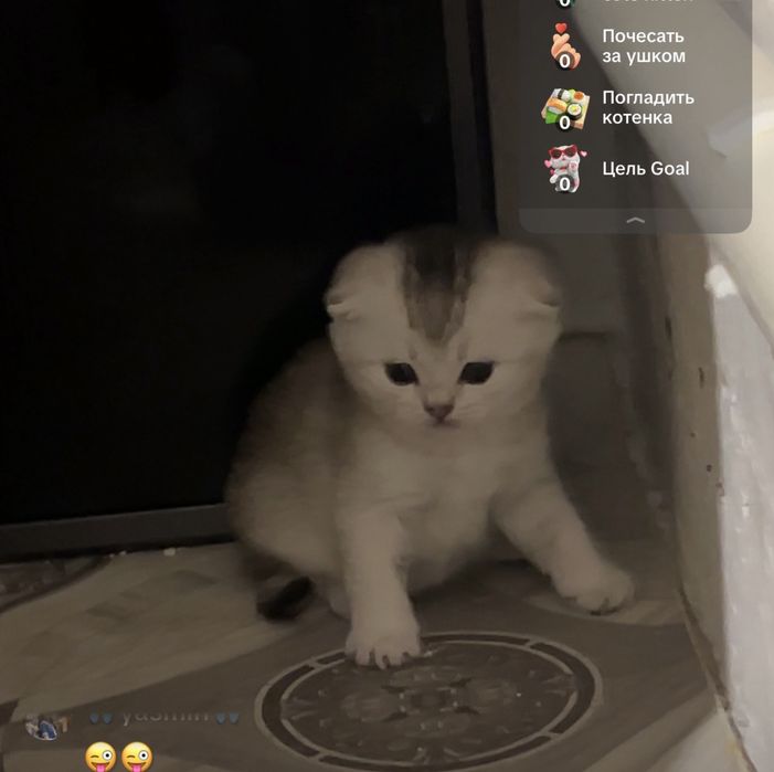 Уральск  котята шотланд