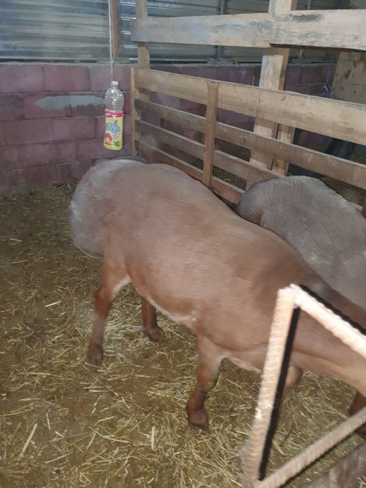 Продам  кочкаров арашан