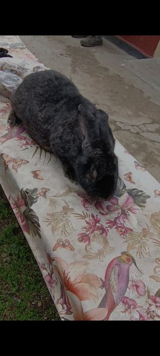 Femelă gestantă uriaș gri fier