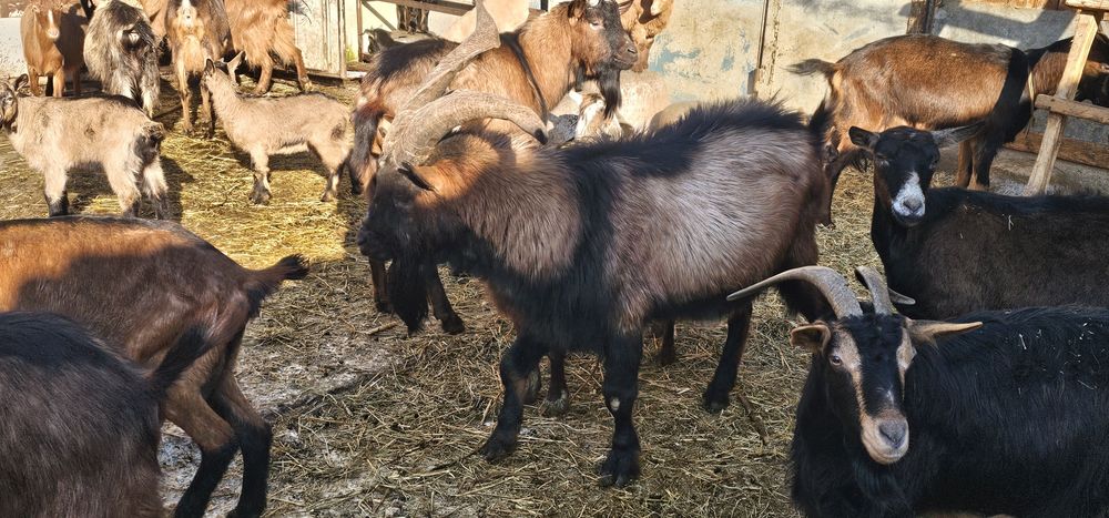 Tapi rasa Alpin francez