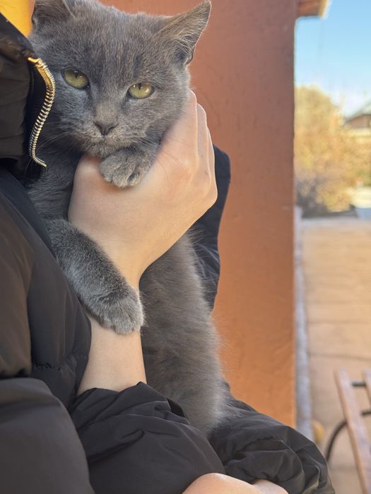 Продам котенка 5 мес.