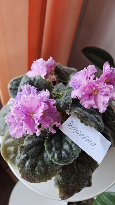 Сортовые фиалки недорого