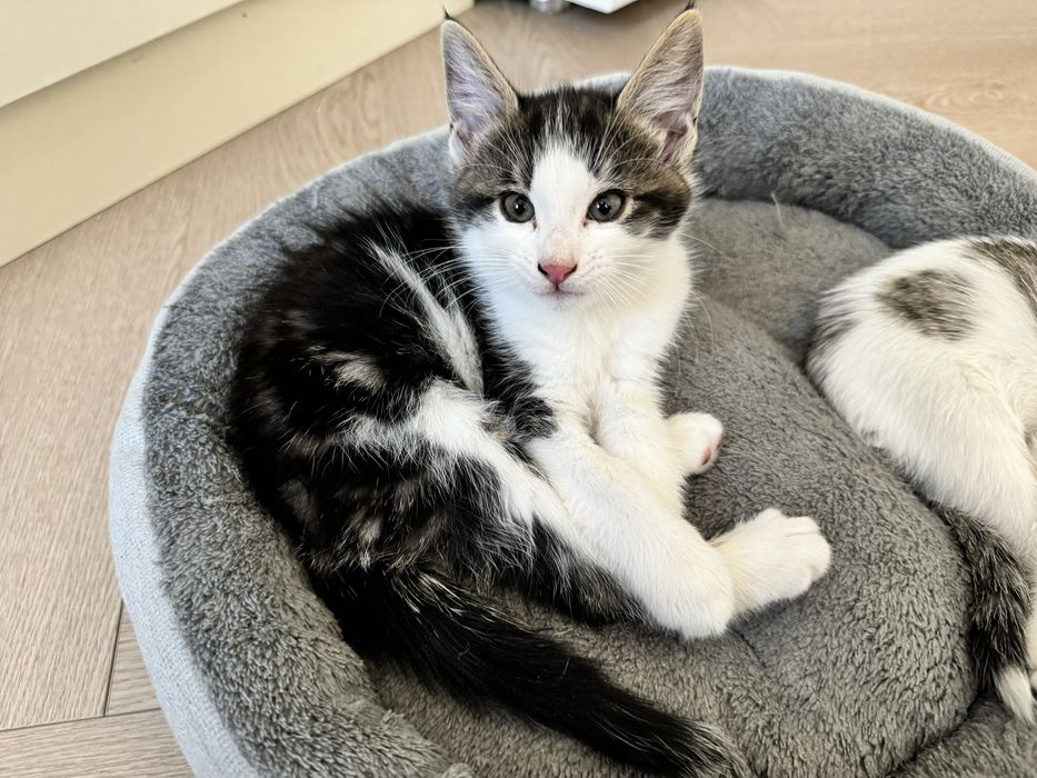 Котенок ищет дом бесплатно