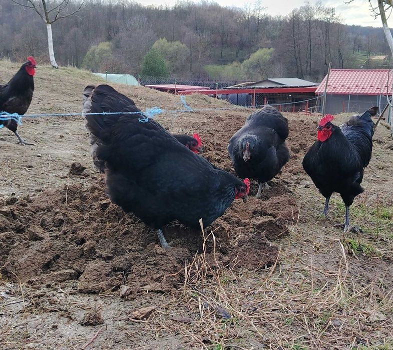 Australorp ouă pentru incubat