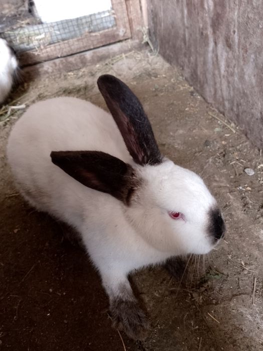 Kalifor  quyon sotiladi