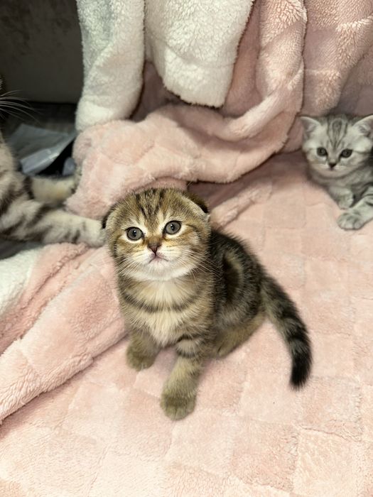 Вислоухие котята