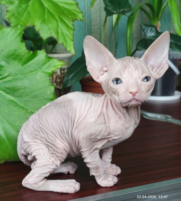 Котик мальчик сфинкс