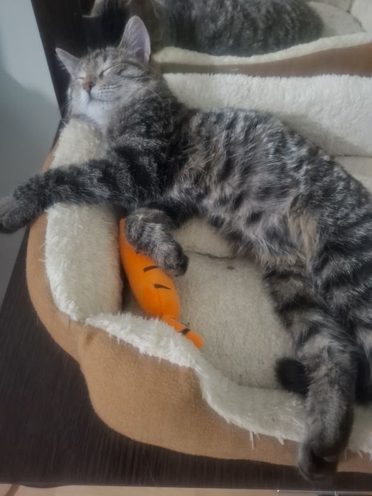 Кошечка Луиза ищет семью