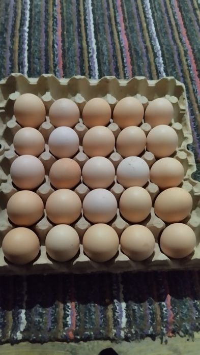 Bramo tuxumlar sotlad Urganchda