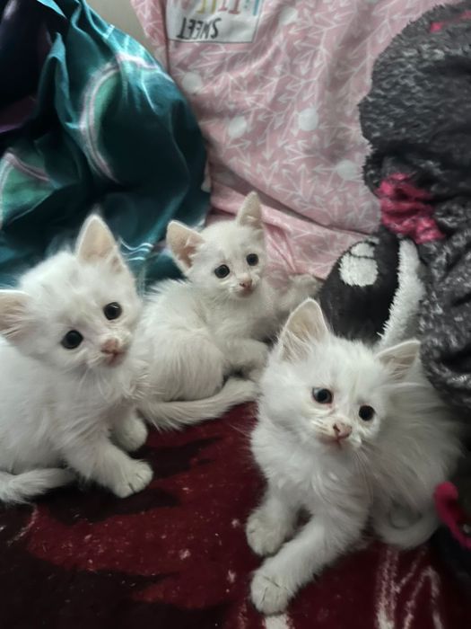 Отдам в добрые руки