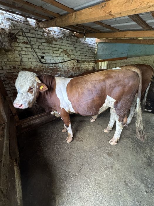 Продавам Бик, порода Монбелиард.