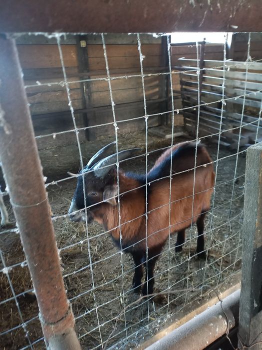 Țapi metis alpin cu anglonubian