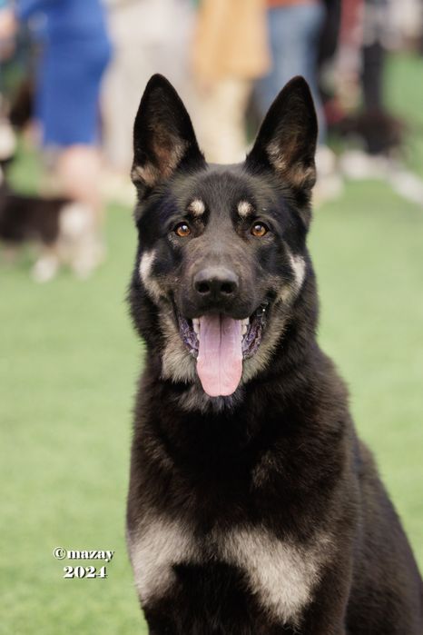 ВЕО вязка кобеля